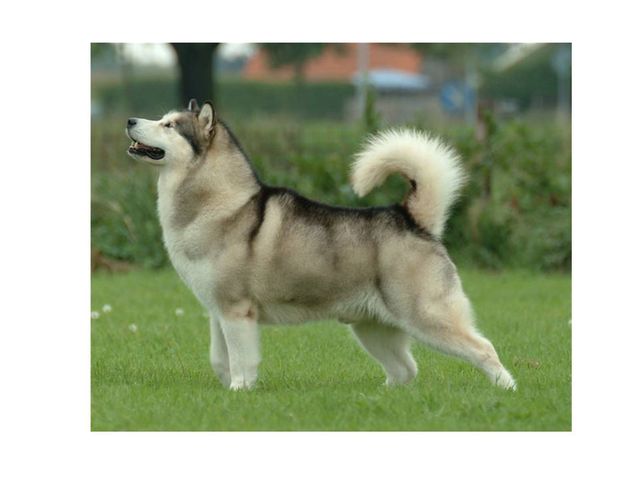 why do dogs have tails why do dogs have tails